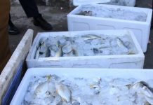 90 Kilogram Ikan Segar Untuk Tim Medis COVID-19 Sumbangan Nelayan Bengkulu