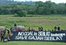UU Minerba Ancam Habitat Gajah Sumatera di Bengkulu