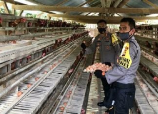 Polres Bengkulu Utara Bantu Anggotanya Jaga Ketahanan Pangan Hadapi Pandemi Covid-19