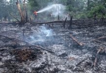 Polda Riau; Direktur PT DSI Jadi Tersangka Karhutla