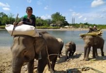 Kawasan Bentang Seblat, Harapan Terakhir Pelestarian Gajah Sumatera di Bengkulu