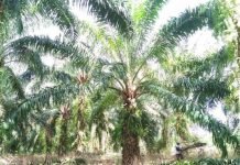 Calon Penerima Program Peremajaan Sawit Ditetapkan