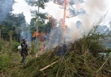 Ladang Ganja 3,5 Hektare di Lamteuba Aceh Besar di Musnahkan BNN