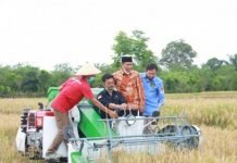 Mentan dorong Bengkulu jadi penyangga utama pangan nasional