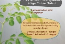 Daun Kelor Bisa Jadi Obat Alternatif Diabetes