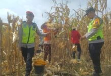 TNI-Polri dan Petani Panen Jagung Bersama di Kedungadem, Dukung Ketahanan Pangan