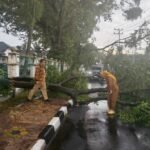 Lurah Rindu Yosalida Pastikan Penanganan Pohon Tumbang Berjalan Cepat dan Terpadu