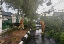Lurah Rindu Yosalida Pastikan Penanganan Pohon Tumbang Berjalan Cepat dan Terpadu