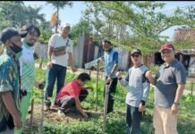 Sinergi Lurah dan Warga 26 Ilir Wujudkan Taman Hijau Produktif