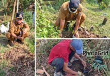 Sinergi RDPS di Aksi Nyata, Lurah Plajudarat Tanam Pohon Buah di Wilayahnya