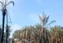 Tragedi 31 Maret Jadi Sorotan, POSE RI Desak Kapolda Sumsel Bertindak Tegas