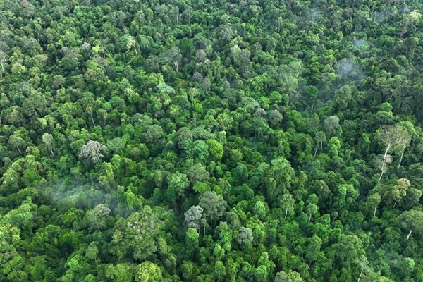 Prolog Usulkan Integrasi Lima Kementerian di Bawah Kemenko Hilirisasi dan Transisi Energi demi Pembangunan Berkelanjutan