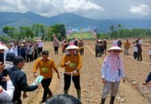 Dukung Ketahanan Pangan, Pemkab Lebong Gencarkan Gerakan Tanam Kedelai